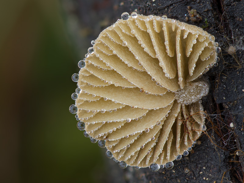 Simocybe rubi